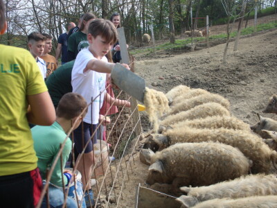 Na OPG Bišćan održana radionica Mali svinjogojci