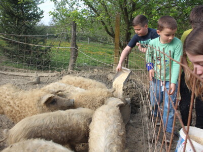 Na OPG Bišćan održana radionica Mali svinjogojci