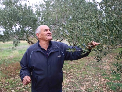 Na OPG-u Jakelića najveća radost je branje maslina