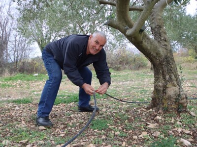 Na OPG-u Jakelića najveća radost je branje maslina