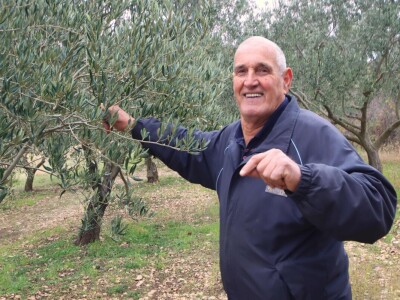 Na OPG-u Jakelića najveća radost je branje maslina