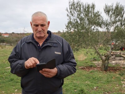 Na OPG-u Jakelića najveća radost je branje maslina