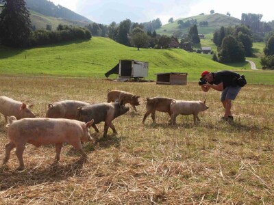 Na ovoj farmi krave jedu pivski kvasac