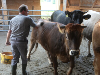 Na ovoj farmi krave jedu pivski kvasac