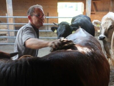 Na ovoj farmi krave jedu pivski kvasac