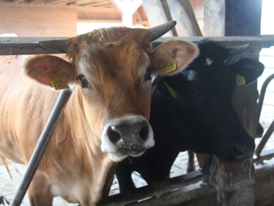 Na ovoj farmi krave jedu pivski kvasac