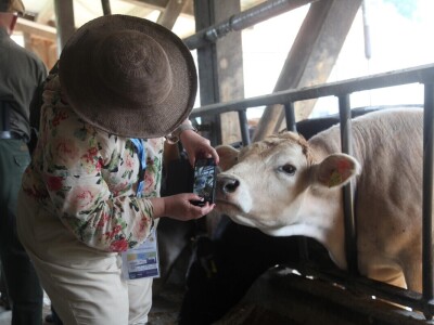 Na ovoj farmi krave jedu pivski kvasac