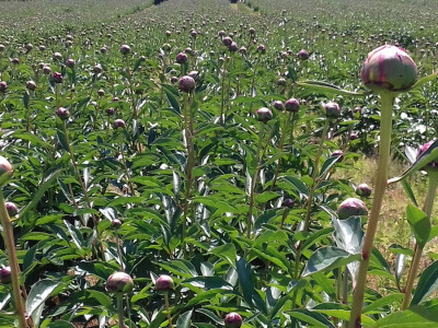 Na plantaži je oko 50 000 pupoljaka