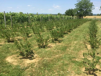 NA SABATINI - Zadarske žestice sa Destilerijom Bilušić uspješnije od buteljiranih vina!