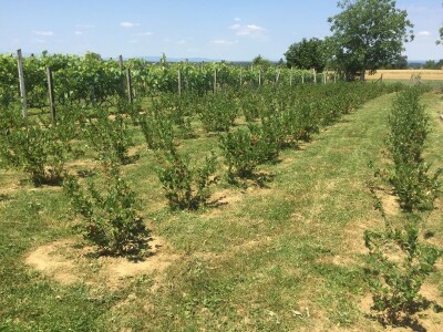 NA SABATINI - Zadarske žestice sa Destilerijom Bilušić uspješnije od buteljiranih vina!