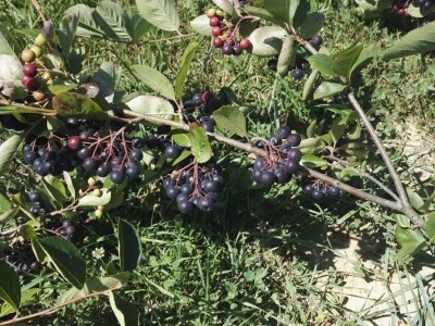 NA SABATINI - Zadarske žestice sa Destilerijom Bilušić uspješnije od buteljiranih vina!