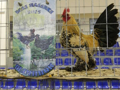 Na Sajmu sitnih životinja u Beloj Palanci 2015.