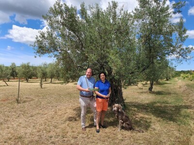 NA STARTU U NEW YORKU - Hrvatski maslinari pobjeđuju maslinarske velesile