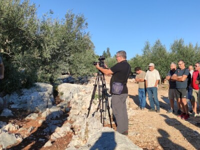 Na Ugljanu obnovio 400 godina stari maslinik Na Ugljanu obnovio 400 godina stari maslinik