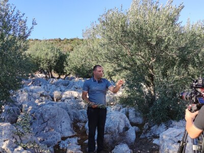 Na Ugljanu obnovio 400 godina stari maslinik Na Ugljanu obnovio 400 godina stari maslinik