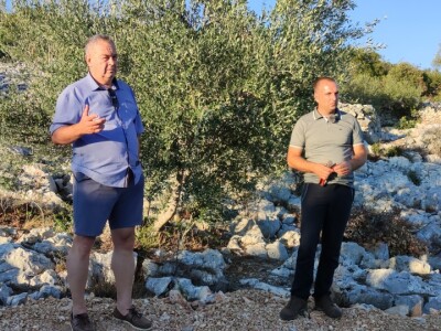 Na Ugljanu obnovio 400 godina stari maslinik Na Ugljanu obnovio 400 godina stari maslinik