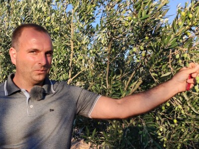 Na Ugljanu obnovio 400 godina stari maslinik Na Ugljanu obnovio 400 godina stari maslinik