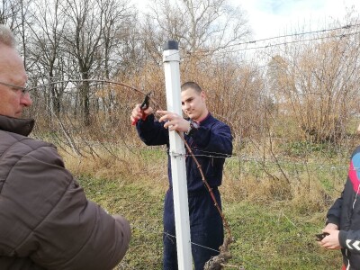 Načini rezidbe i uzgoji oblici u vinogradarstvu