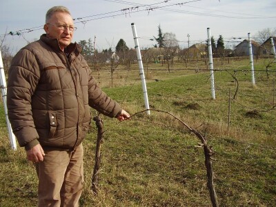 Načini rezidbe i uzgoji oblici u vinogradarstvu
