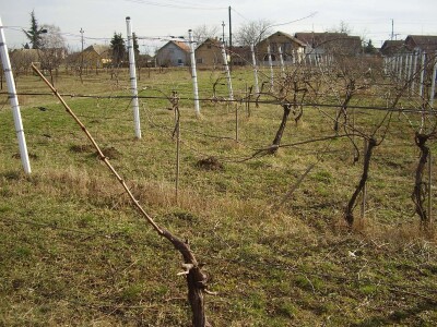 Načini rezidbe i uzgoji oblici u vinogradarstvu