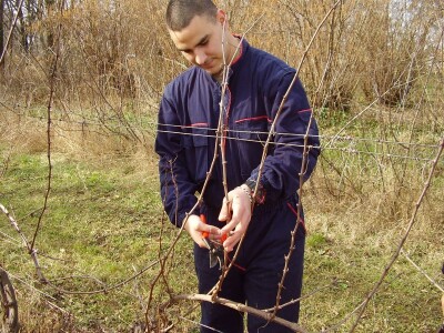 Načini rezidbe i uzgoji oblici u vinogradarstvu