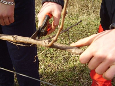 Načini rezidbe i uzgoji oblici u vinogradarstvu