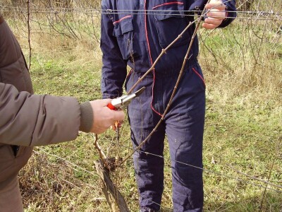 Načini rezidbe i uzgoji oblici u vinogradarstvu