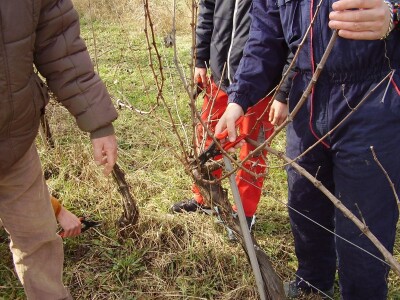 Načini rezidbe i uzgoji oblici u vinogradarstvu