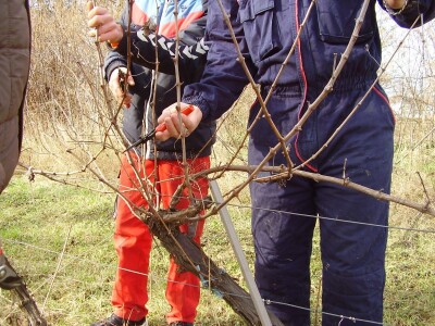 Načini rezidbe i uzgoji oblici u vinogradarstvu