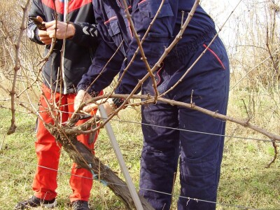 Načini rezidbe i uzgoji oblici u vinogradarstvu