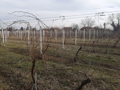 Načini rezidbe i uzgoji oblici u vinogradarstvu