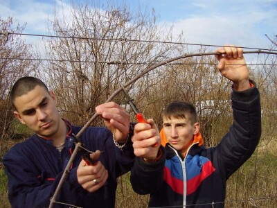 Načini rezidbe i uzgoji oblici u vinogradarstvu