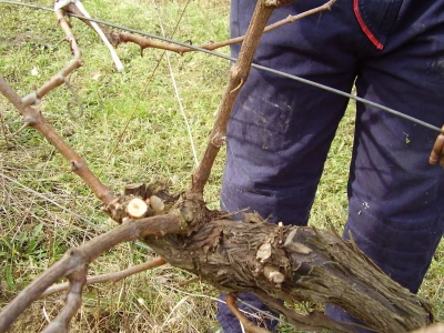 Načini rezidbe i uzgoji oblici u vinogradarstvu