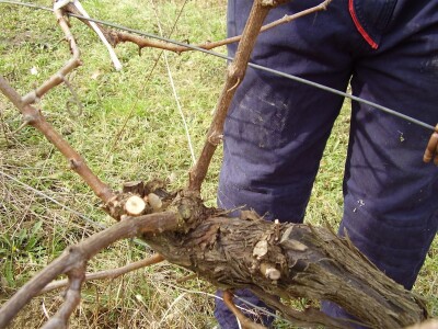 Načini rezidbe i uzgoji oblici u vinogradarstvu