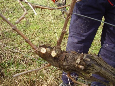 Načini rezidbe i uzgoji oblici u vinogradarstvu