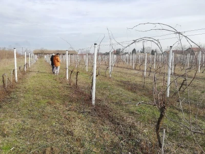 Načini rezidbe i uzgoji oblici u vinogradarstvu