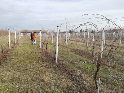 Načini rezidbe i uzgoji oblici u vinogradarstvu