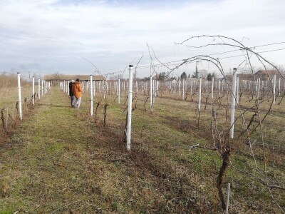 Načini rezidbe i uzgoji oblici u vinogradarstvu