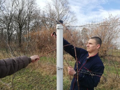 Načini rezidbe i uzgoji oblici u vinogradarstvu