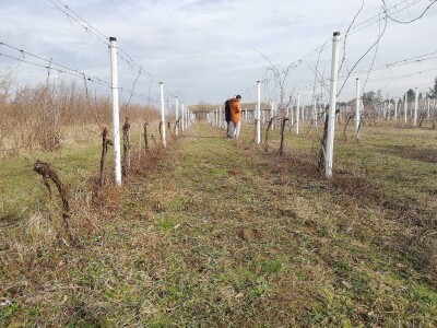 Načini rezidbe i uzgoji oblici u vinogradarstvu
