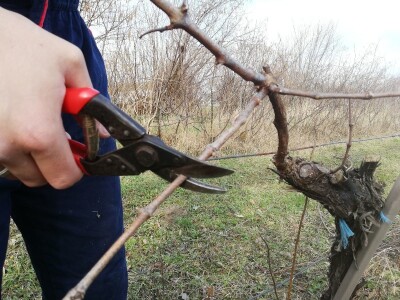 Načini rezidbe i uzgoji oblici u vinogradarstvu