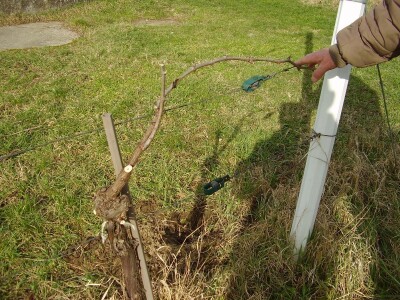 Načini rezidbe i uzgoji oblici u vinogradarstvu