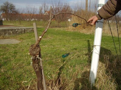 Načini rezidbe i uzgoji oblici u vinogradarstvu