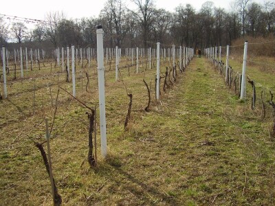 Načini rezidbe i uzgoji oblici u vinogradarstvu