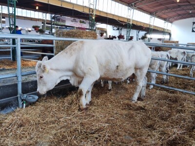 Nacionalna izložba stoke na 90. Sajmu poljoprivrede u Novom Sadu