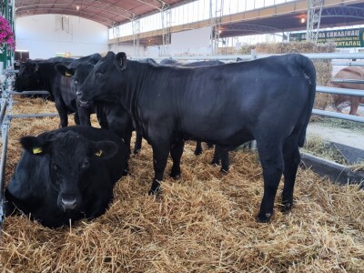 Nacionalna izložba stoke na 90. Sajmu poljoprivrede u Novom Sadu