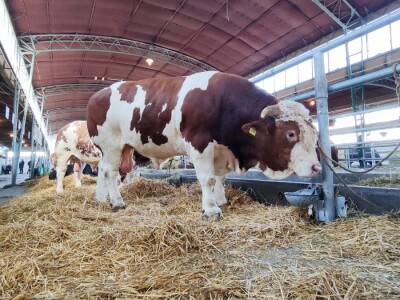 Nacionalna izložba stoke na 90. Sajmu poljoprivrede u Novom Sadu