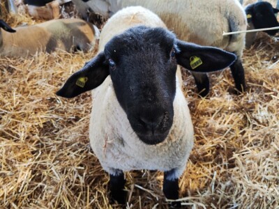 Nacionalna izložba stoke na 90. Sajmu poljoprivrede u Novom Sadu