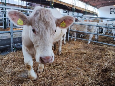 Nacionalna izložba stoke na 90. Sajmu poljoprivrede u Novom Sadu