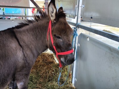 Nacionalna izložba stoke na 90. Sajmu poljoprivrede u Novom Sadu